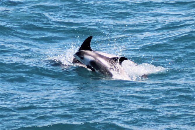 Whale Watching and Northern Lights Half-Day Combo Tour - Practical Tips for Your Trip