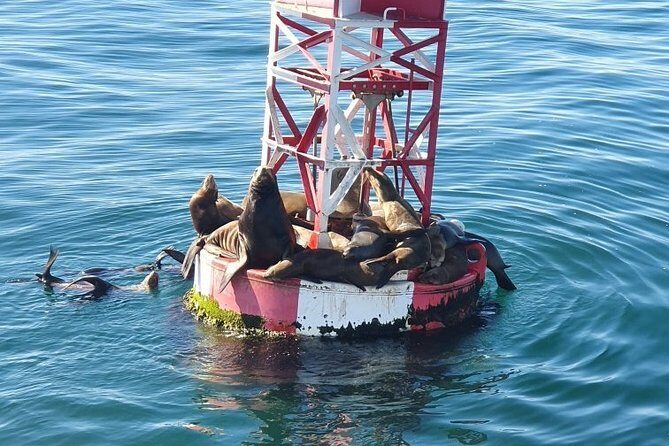 Whale-Watching and Orange County Beaches Tour from Anaheim - Practical Tips for Future Travelers
