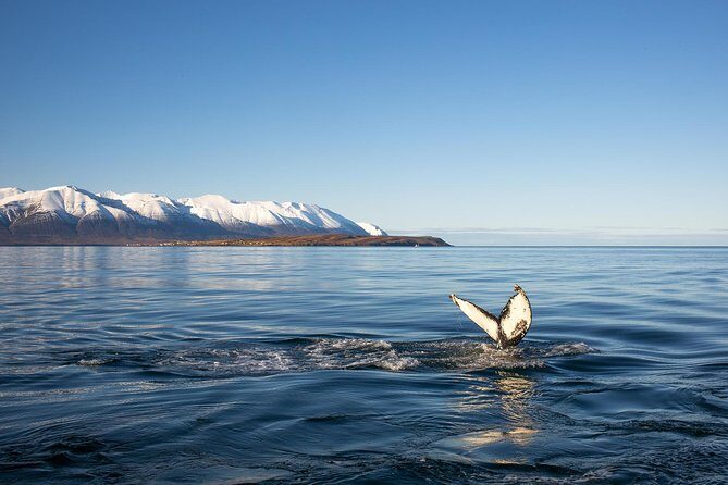 Whale Watching and Sea Angling Tour - An In-depth Look at the Whale Watching and Sea Angling Experience