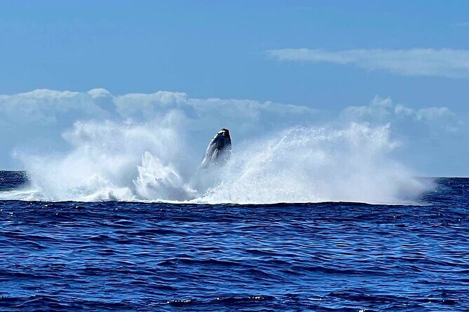 Whale watching and snorkelling in Moorea - Duration, Price, and Value