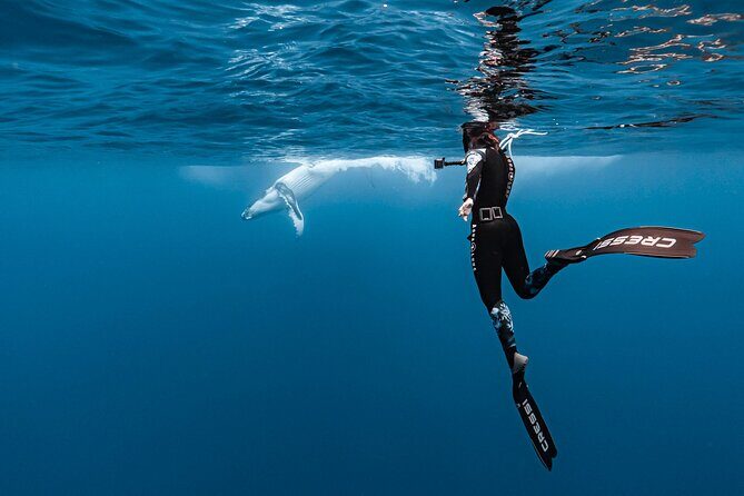 Whale watching and snorkelling in Moorea - Who Will Love This Tour?