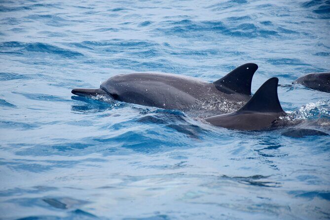Whale watching and snorkelling in Moorea - Final Thoughts