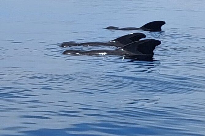Whale watching and snorkelling in Moorea - FAQ