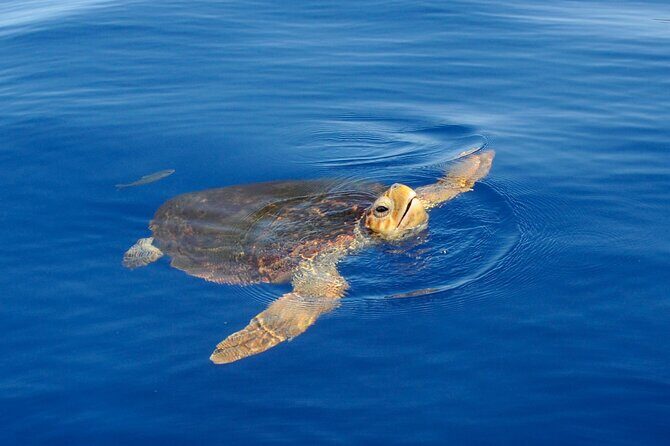 Whale watching and snorkelling in the whale sanctuary - Whale Watching and Snorkelling in the Whale Sanctuary: An Authentic Tenerife Marine Adventure