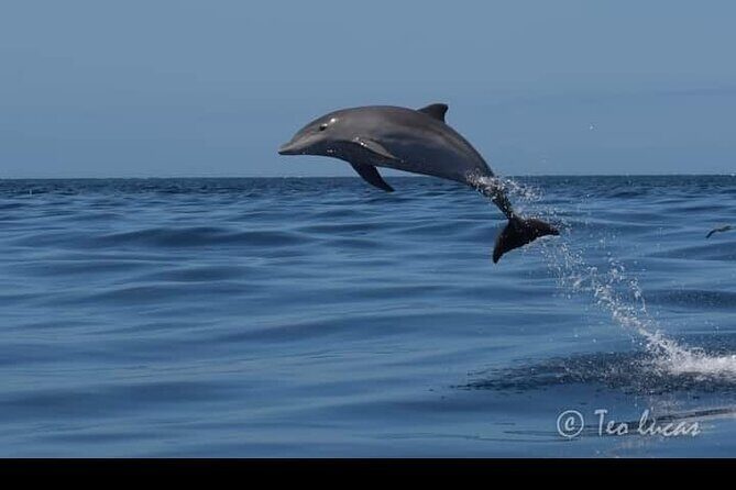 Whale watching and snorkelling in the whale sanctuary - Who Should Consider This Tour?