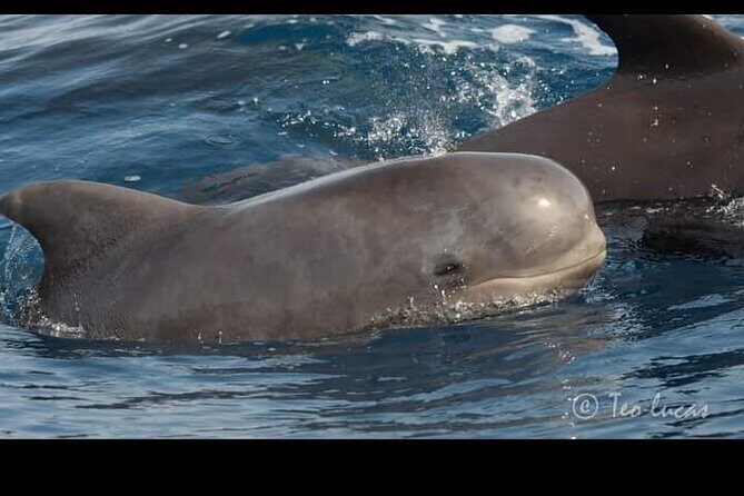 Whale watching and snorkelling in the whale sanctuary - Final Thoughts