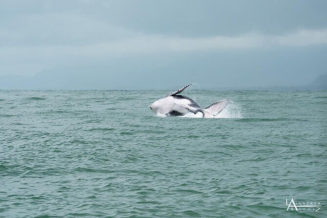 Whale Watching at the Marino Ballena National Park - The Sum Up