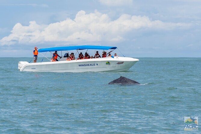 Whale Watching at the Marino Ballena National Park - An In-Depth Look at the Whale Watching Experience