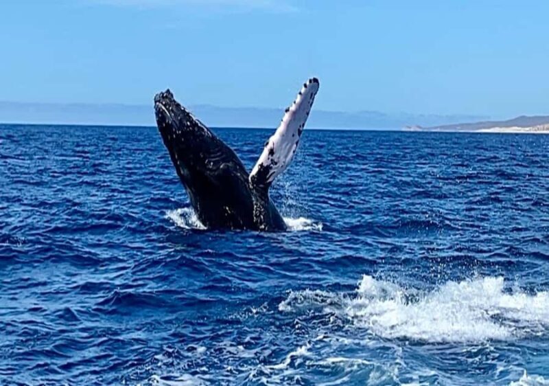 Whale Watching At The Sea of Cortez - Key Points