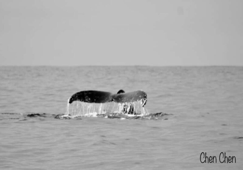 Whale Watching At The Sea of Cortez - FAQ