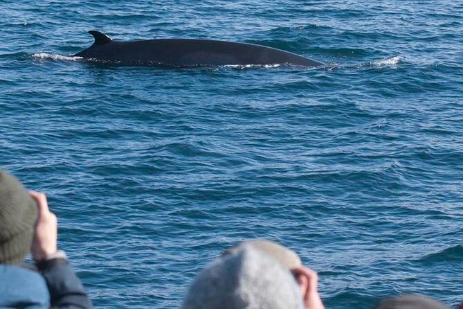 Whale Watching & ATV Adventure from Reykjavik - Key Points