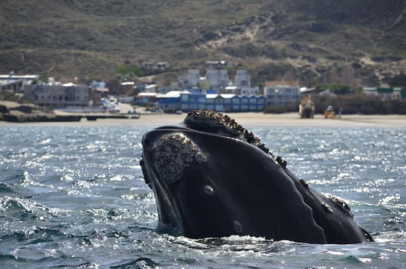 Whale Watching Boat - Whale Watching Boat in Puerto Pirámides, Argentina