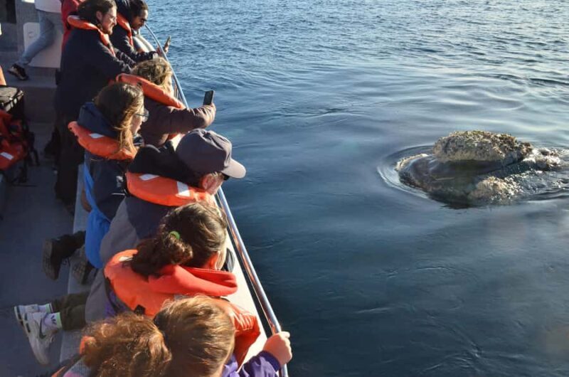 Whale Watching Boat - Key Points