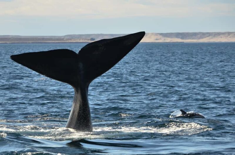 Whale Watching Boat - Who Would Love This Tour?