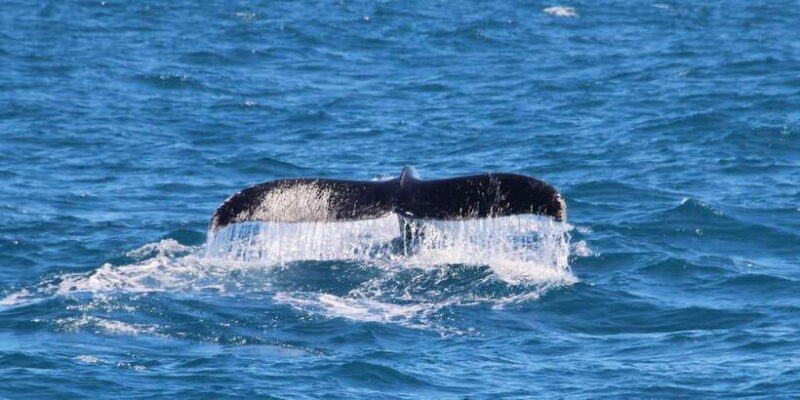 Whale Watching Boat tour in Trincomalee - Key Points