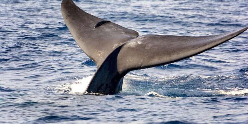 Whale Watching Boat tour in Trincomalee - FAQs