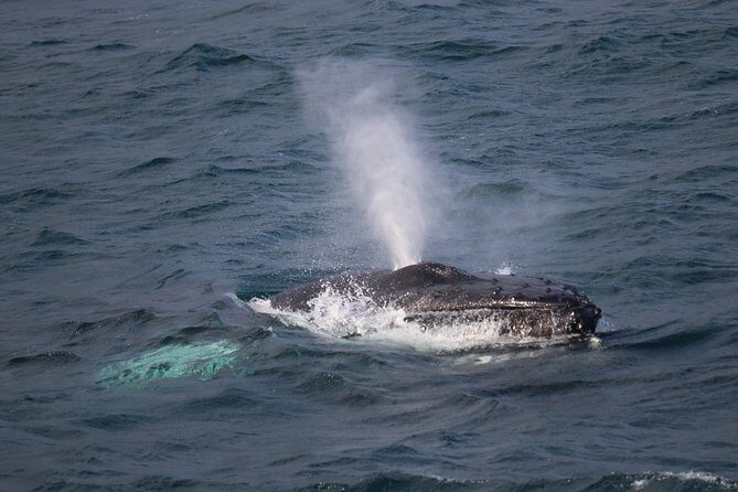 Whale-Watching Boat Tour with Expert Guide from Reykjavik - Explore Iceland’s Marine Marvels on a Whale-Watching Boat Tour from Reykjavik