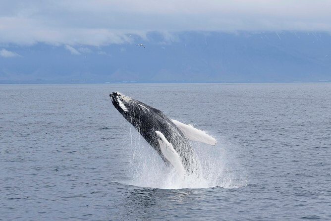 Whale-Watching Boat Tour with Expert Guide from Reykjavik - An In-Depth Look at This Whale-Watching Experience
