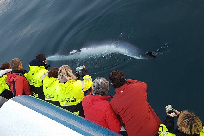 Whale-Watching Boat Tour with Expert Guide from Reykjavik - Final Thoughts: Is This the Tour for You?