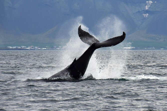 Whale-Watching Boat Tour with Expert Guide from Reykjavik - Frequently Asked Questions