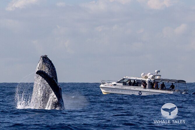 Whale Watching Boat Trip in Sydney - A Detailed Look at the Whale Watching Experience in Sydney