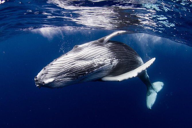 Whale Watching Bora Bora - A Deep Dive into the Bora Bora Whale Watching Adventure