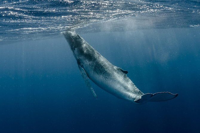 Whale Watching Bora Bora - Who Should Consider This Tour?