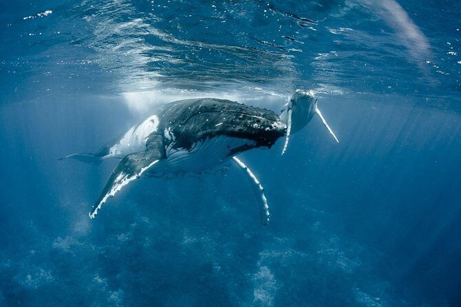 Whale Watching Bora Bora - FAQ