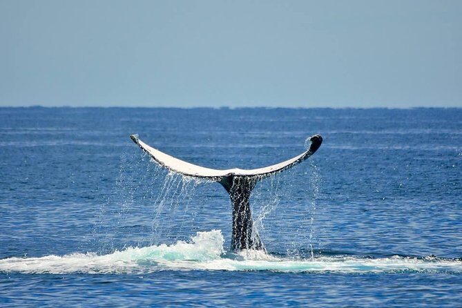 Whale Watching Busselton - An In-Depth Look at the Busselton Whale Watching Tour