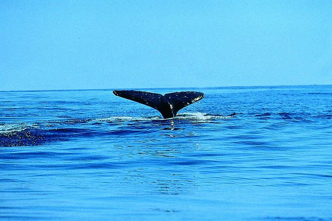 Whale Watching by Sea Kayak in Batemans Bay - What to Expect: Day in the Life of the Tour