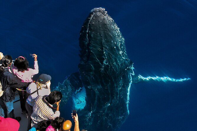 Whale Watching by Sea World Cruises - Who Will Love This Tour?