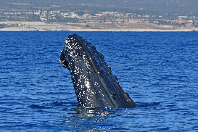 Whale Watching by Zodiac in Cabo San Lucas with Photos Included - Whale Watching by Zodiac in Cabo San Lucas with Photos Included: An Authentic Encounter