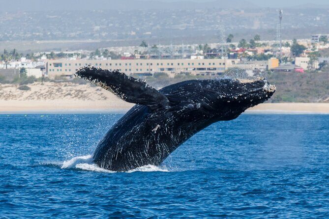 Whale Watching by Zodiac in Cabo San Lucas with Photos Included - Final Thoughts