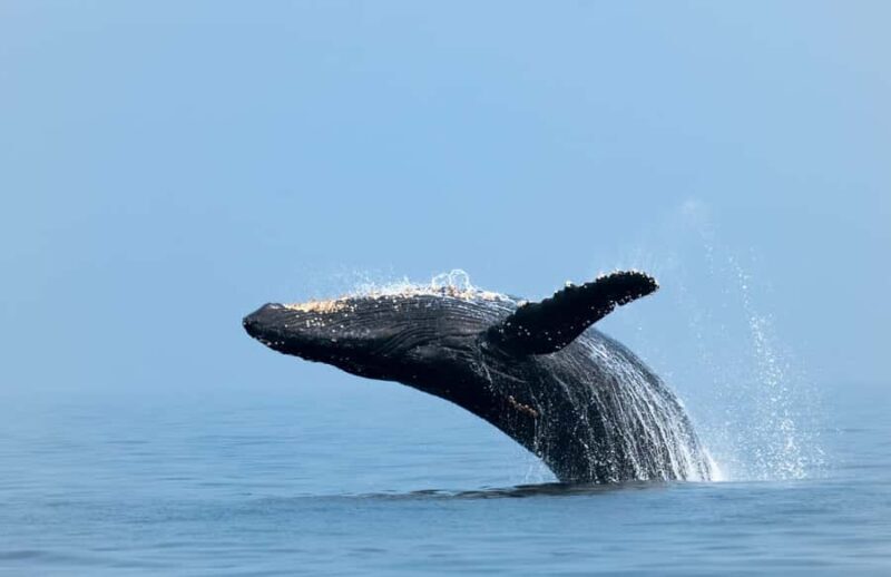 Whale Watching, Cabo San Lucas Arch, and a Trip to Playa del Amor - Who Is This Tour Best For?