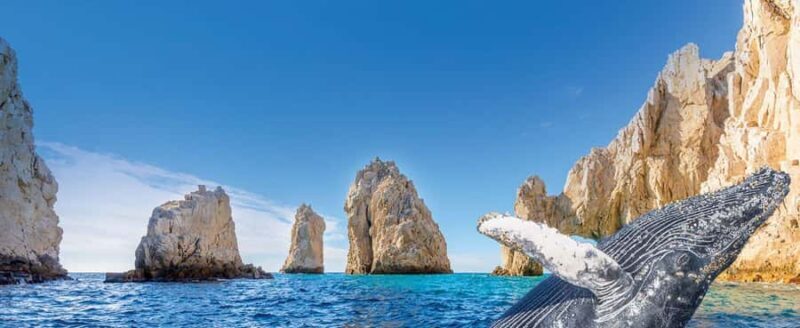 Whale Watching, Cabo San Lucas Arch, and a Trip to Playa del Amor - FAQ: Practical Questions