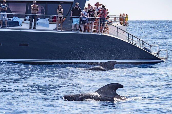 Whale Watching Catamaran in Costa Adeje (Including drinks & Sandwich) - Discover Tenerife’s Marine Wildlife on a 3-Hour Whale Watching Catamaran Tour