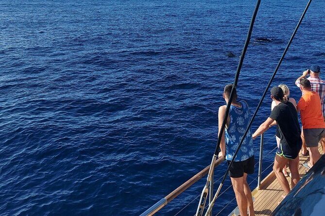 Whale Watching Catamaran in Costa Adeje (Including drinks & Sandwich) - A Deep Dive Into the Tenerife Whale Watching Experience