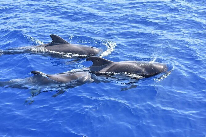 Whale Watching Catamaran in Costa Adeje (Including drinks & Sandwich) - The Sum Up