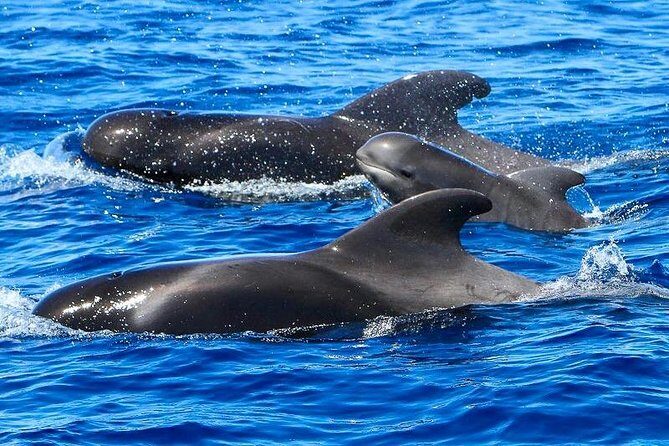 Whale Watching Catamaran to Los Gigantes & Masca (Including drinks & warm lunch) - An Honest Look at the Tenerife Whale Watching Catamaran