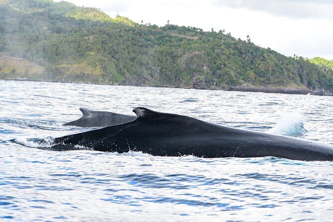 Whale watching + cay raised from Punta Cana - In-Depth Review of the Whale Watching + Cay Tour