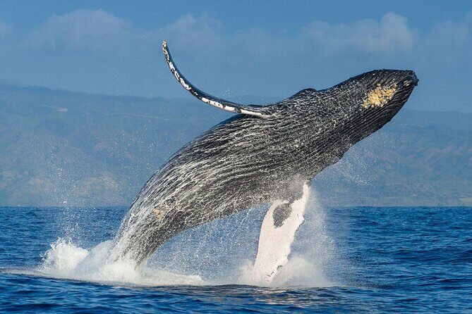 Whale watching + cay raised from Punta Cana - Who Should Consider This Tour?