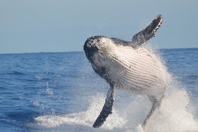 Whale Watching, Cayo Levantado and Limón Waterfall in Samaná - Who Will Love This Tour?