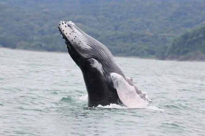 Whale watching Combo Tour Marino Ballena National Park (mid day) - Key Points