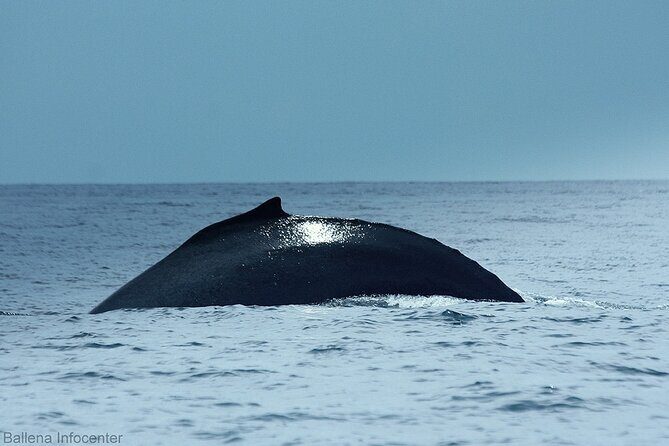 Whale watching Combo Tour Marino Ballena National Park (mid day) - An In-Depth Look at the Marine Adventure
