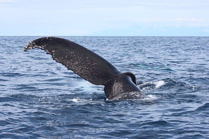 Whale watching Combo Tour Marino Ballena National Park (mid day) - Final Thoughts