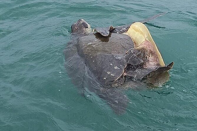 Whale watching Combo Tour Marino Ballena National Park (mid day) - FAQ