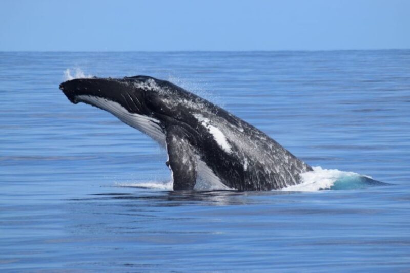 Whale Watching Cruise from Busselton, Augusta or Dunsborough - Key Points