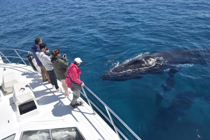Whale Watching Cruise from Busselton, Augusta or Dunsborough - An Honest Look at What You Can Expect