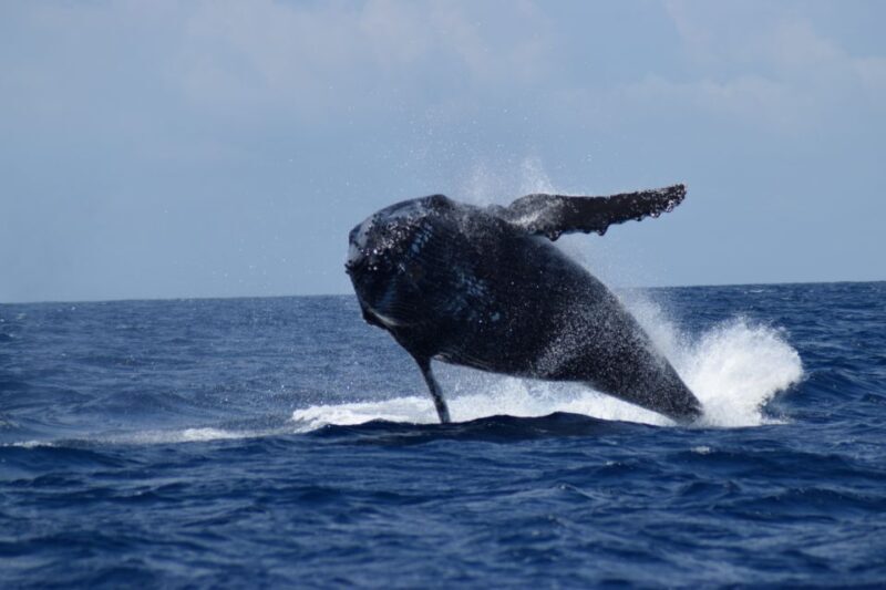 Whale Watching Cruise from Busselton, Augusta or Dunsborough - The Final Word