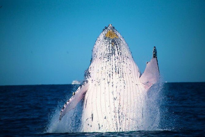 Whale Watching Cruise from Mooloolaba - Mooloolaba Whale Watching Cruise: Up-Close Encounters with Humpbacks and Dolphins